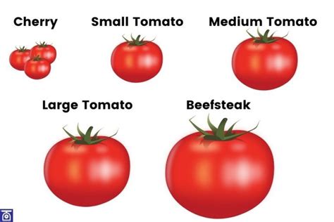 Fresh Tomato Weights Ultimate Guide With Charts And Calculator Weigh