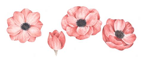 Premium Vector Watercolor Flowers Set Isolated On White