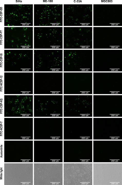 In Vitro Targeting Of Csps To Human Cervical Cancer Cell Lines Siha