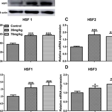 Effect Of Cd On Protein Level Of Hsp60 Hsp70 And Hsp90 Expression In