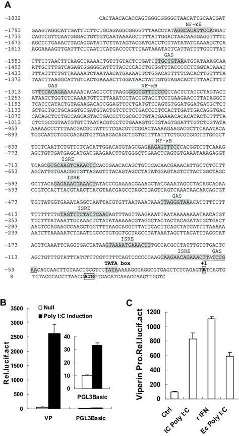 Activation Of Crucian Carp Viperin Promoter By Poly I C And Ifn A