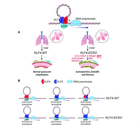 Klf And Klf In Mediating Endmt In The Lung A In Lung Capillaries