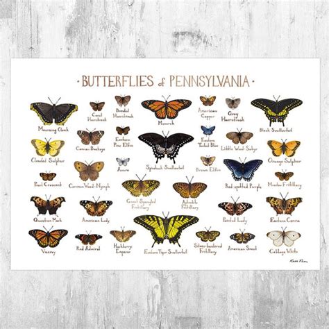 Pennsylvania Butterflies Field Guide Art Print Butterfly Etsy