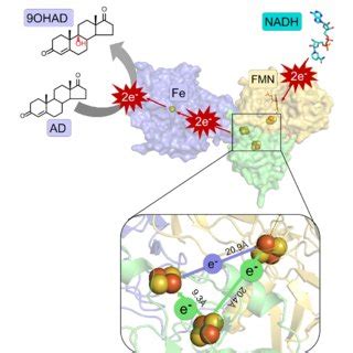 Analysis Of The Proposed Electron Transfer Pathway Between