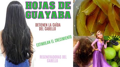 Comunidad Del Cabello Largo Hoja De Guayaba Para Hacer Crecer El