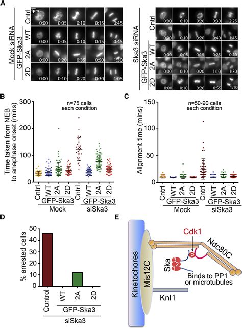 Ska3 Phosphorylated By Cdk1 Binds Ndc80 And Recruits Ska To