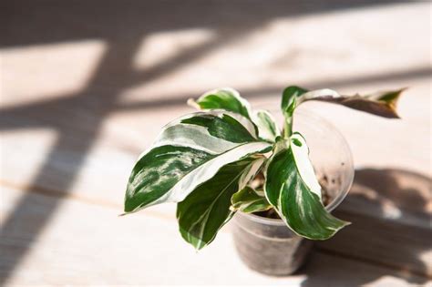 How To Grow Calathea White Fusion One Of The Rarest