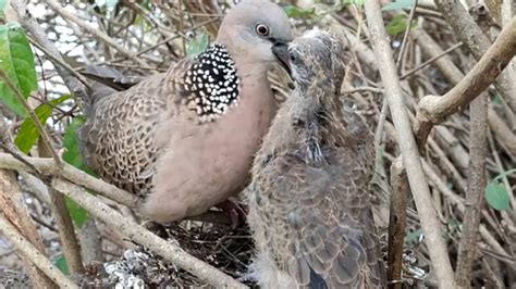 Kehidupan Burung Tekukur Dialam Bebas Sedang Memberi Makan Kedua