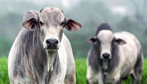 Carnes Semana Inicia Alta Nas Cota Es Do Boi Gordo Comprerural