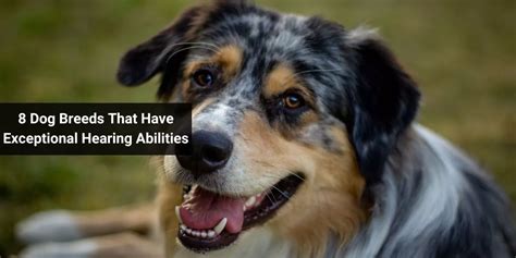 8 Dog Breeds That Have Exceptional Hearing Abilities