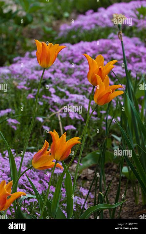 Orange and red tulips blooming Stock Photo - Alamy