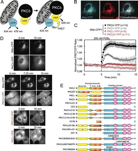 Intermolecular Fret Demonstrates That Pkc Interacts With Mitochondria