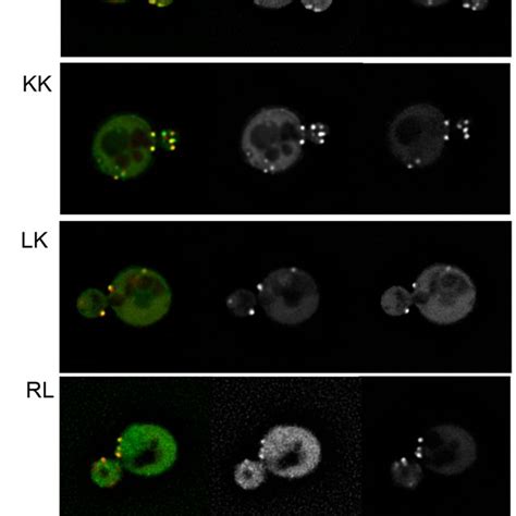 Localization Of Wild Type And Mutant Ysc84 Gfp In Cells Cells Lacking Download Scientific