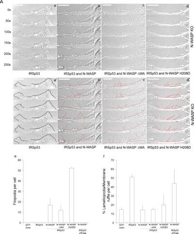 The Cdc Effector Irsp Generates Filopodia By Coupling Membrane