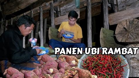 Kembali Bermalam Di Pondok Kebun Panen Sayuran Tuk Ayh Bawa Pulang