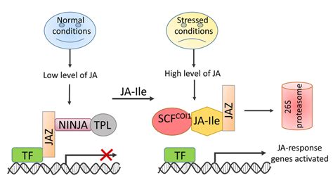 Ja Signaling Pathway Under Stress Conditions Download Scientific Diagram