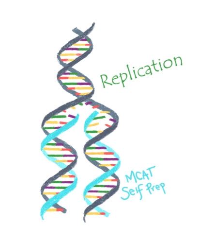 Amino Acids And Proteins Flashcards Quizlet