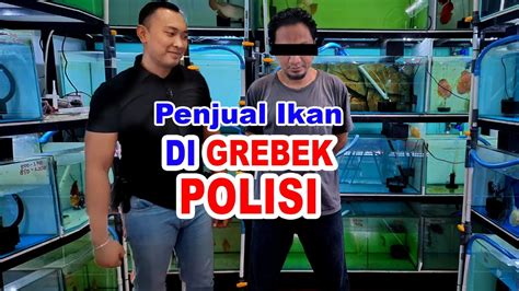 Penjual Ikan Hias Di Grebek Polisi Pagi Buta Ikan Discus Arwana