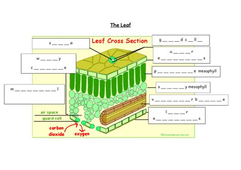 The leaf cross section labelling