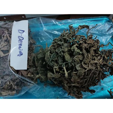 Jual Daun Dewa Kering Shopee Indonesia