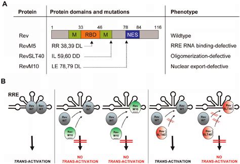 Hiv Rev Mutants And Phenotypes A The Rna Binding Domain Nuclear