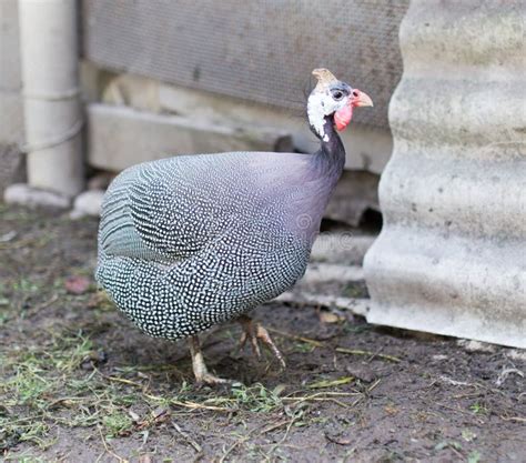 Guinea fowl on a farm stock image. Image of domestic - 110450915