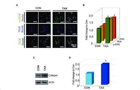 Effects Of Tax On The Protein Expression Of Important Genes Related To