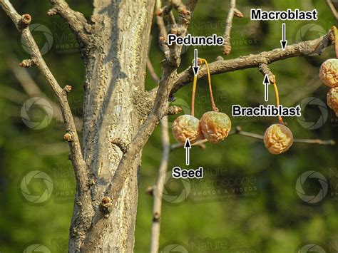 Ginkgo Biloba Strobilus Strobili Ginkgo Biloba Ginkgophyta Ginkgo Botany Photos