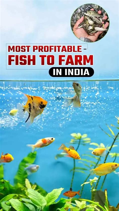 Best Fish Farming In India Boost Profits With Top Choices