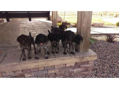 9 German Wirehaired Pointer Puppies for sale Westminster - Puppies for ...