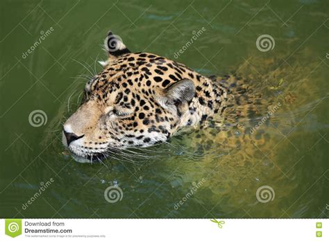 Jaguar Stock Image Image Of Water Outdoors Predator