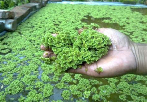 Panduan Lengkap Cara Budidaya Azolla Microphylla Untuk Pakan Ternak