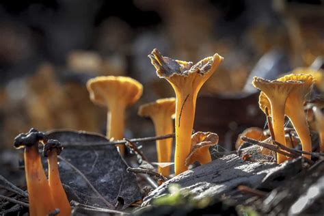 9 Types of Chanterelle Mushrooms - A-Z Animals