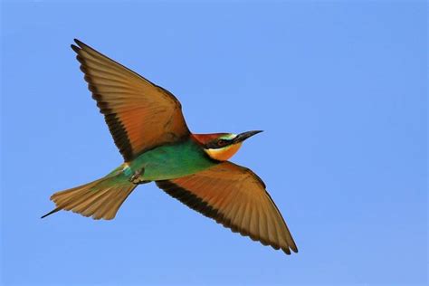 Wild Portugal Birds Flora And Prehistoric Art Naturetrek