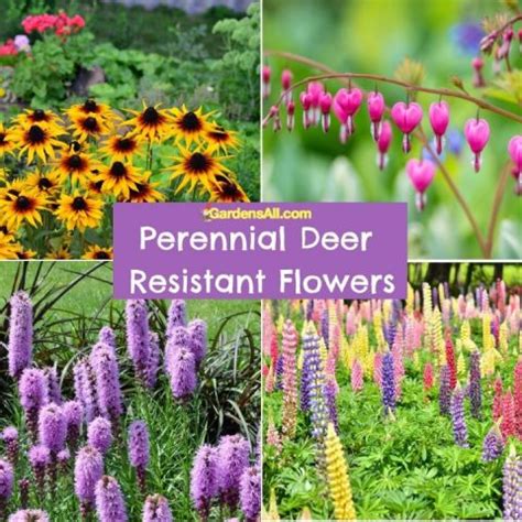 24 Beautiful, Perennial Deer Resistant Flowers For Your Yard And Garden