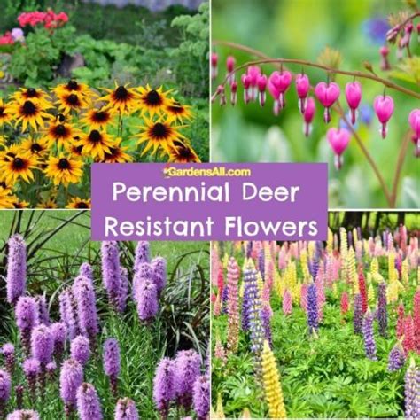 Beautiful Perennial Deer Resistant Flowers For Your Yard And Garden