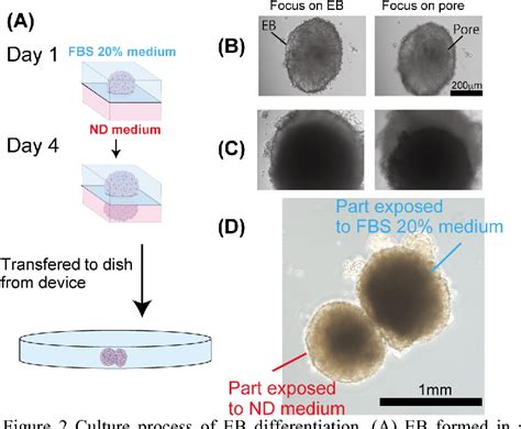 Figure 2 from FORMATION OF ARTICULATED EMBRYOID BODY (art-EB) FOR ...