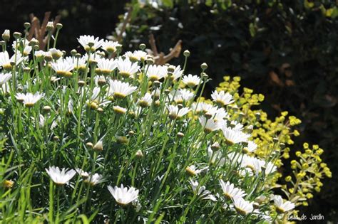 Cómo Cultivar Margaritas Guía De Jardín