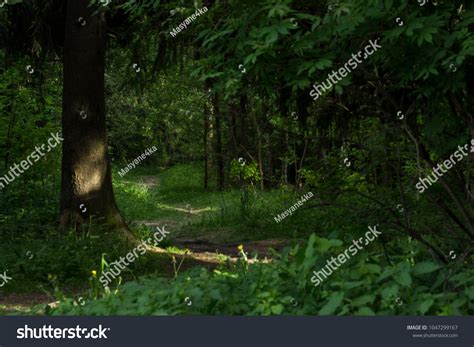 Dark Forest Trees Stock Photo 1047299167 | Shutterstock