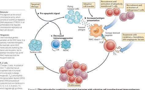 Adoptive Immunotherapy Semantic Scholar