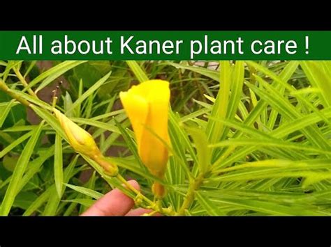 Kaner Plant Care And Grow At Home How To Care Yellow Oleander Plant