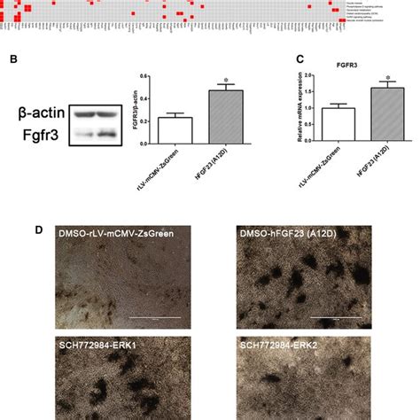 Mutant Hfgf23 A12d Activates Mapk Signalling And Increases Fgfr3