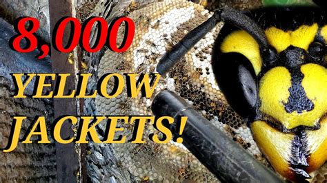 Huge Yellow Jackets Nest In Furnace Wasp Nest Removal Youtube