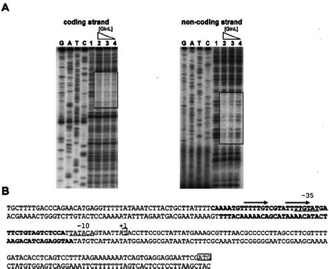 Dnase I Footprinting Analysis Of The Interaction Of Glnl With The