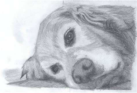 Pencil drawing of Golden Retriever by Barbarian-J on DeviantArt