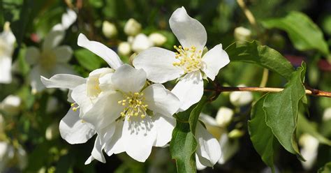 How to Grow and Care for Mock Orange Shrubs | Gardener’s Path