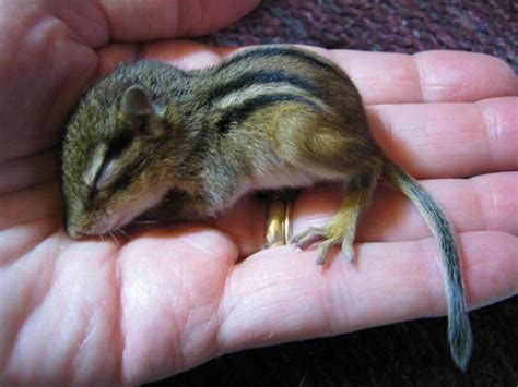 What To Feed A Baby Chipmunk: A Complete Care Guide - Squirrels at the Feeder