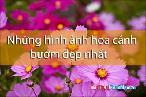 Những Hình ảnh Hoa Cánh Bướm đẹp Nhất