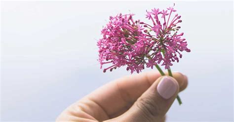 Los Beneficios Del Vitex Agnus Castus Para La Regulación Hormonal Ii