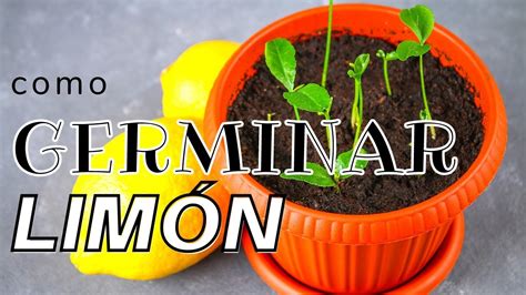 Como Germinar Semillas De Limon Cultivo De Limon GERMINACION